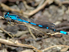 Damselfly